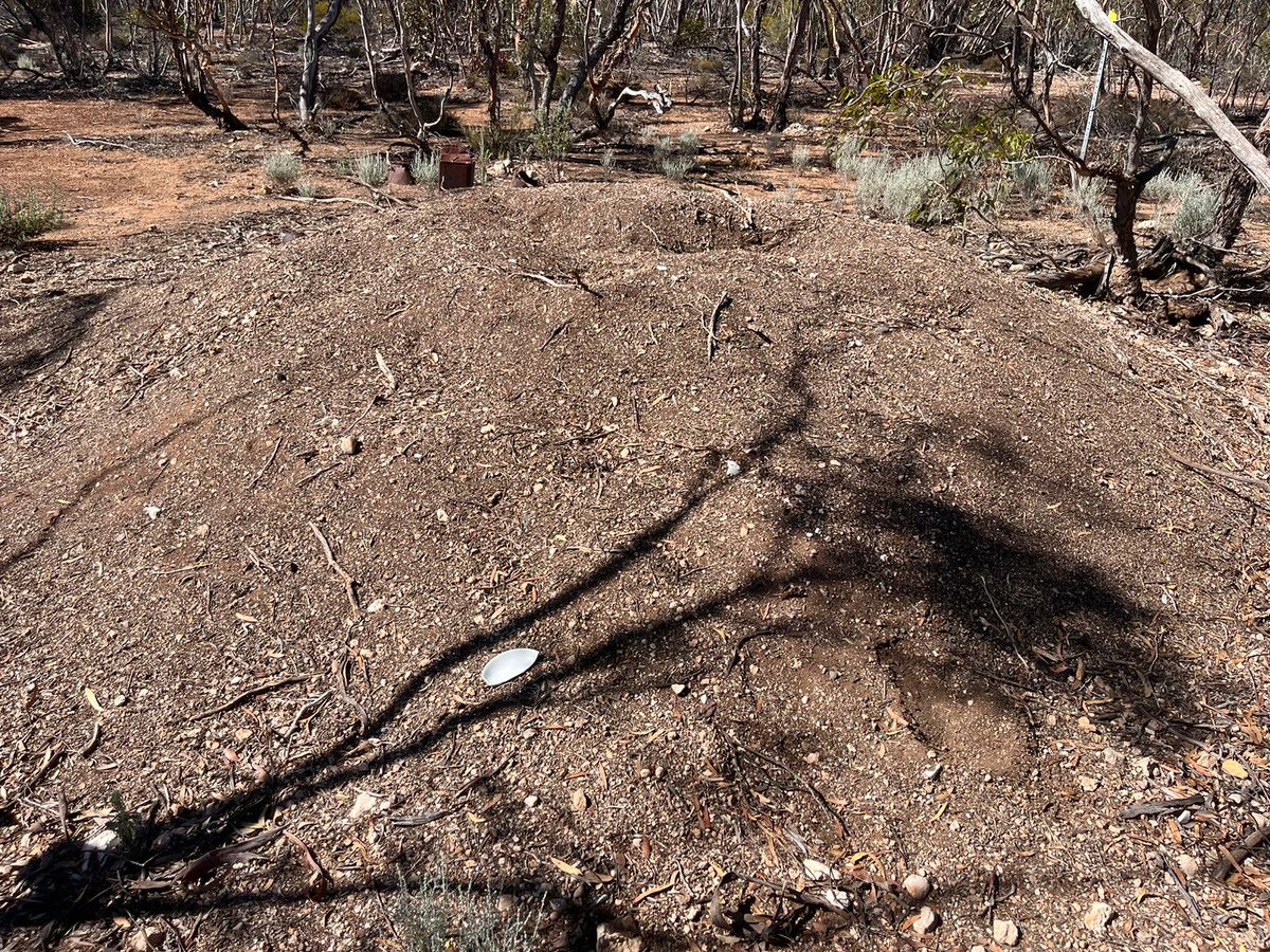 Can you spot the plastic in these Malleefowl mounds? 🚮❌ Malleefowl are diligent architects, but our plastic rubbish can get into their tidy homes, releasing toxic chemicals as they slowly break down. Please consider your use and disposal of plastic this #EarthDay and every day.