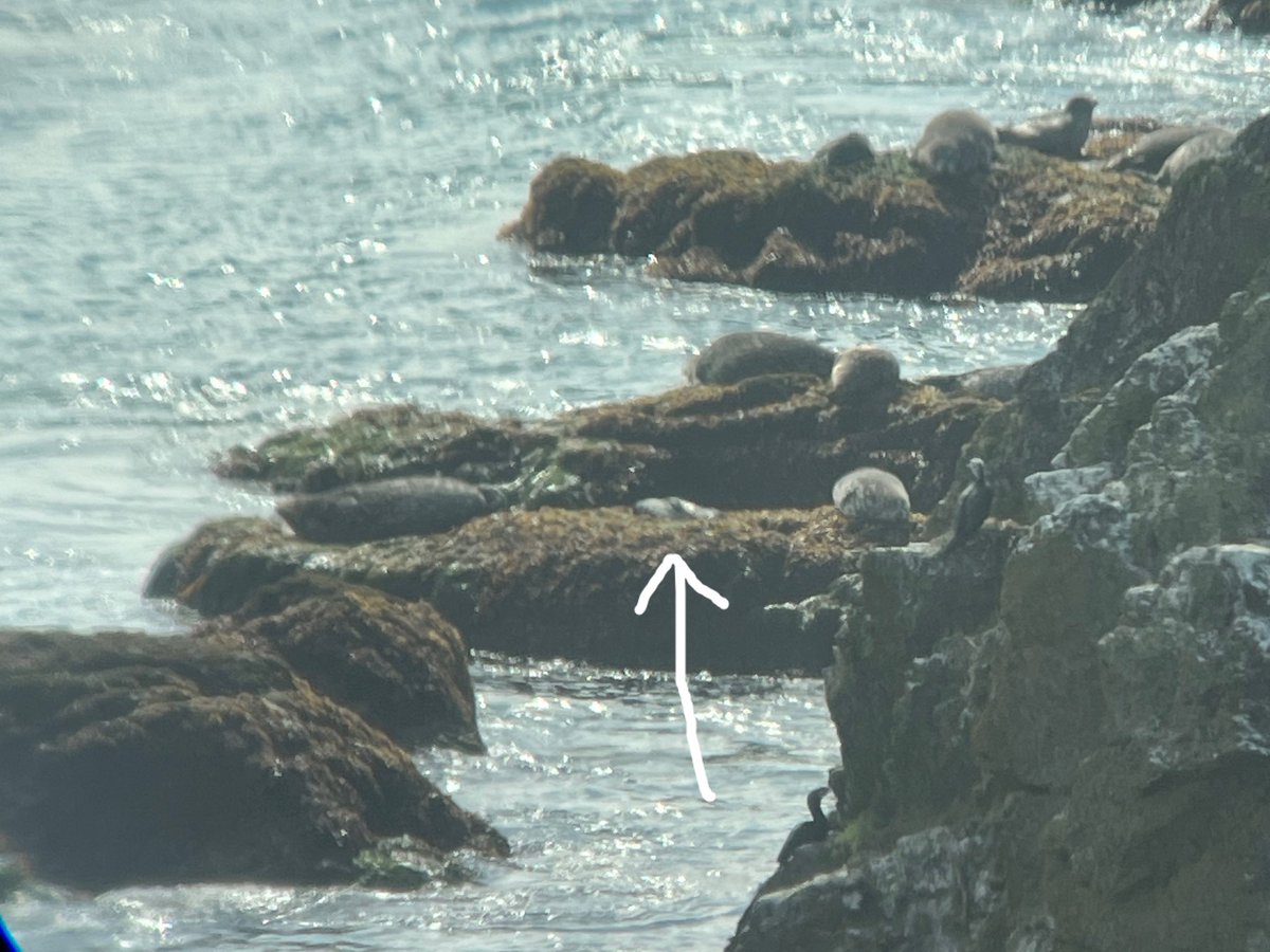 kazeno_yakata's tweet image. 2024/04/22 晴れ☀️
本日、アザラシ赤ちゃん🦭産まれてるの確認しました~!!☺️かわいい💞
