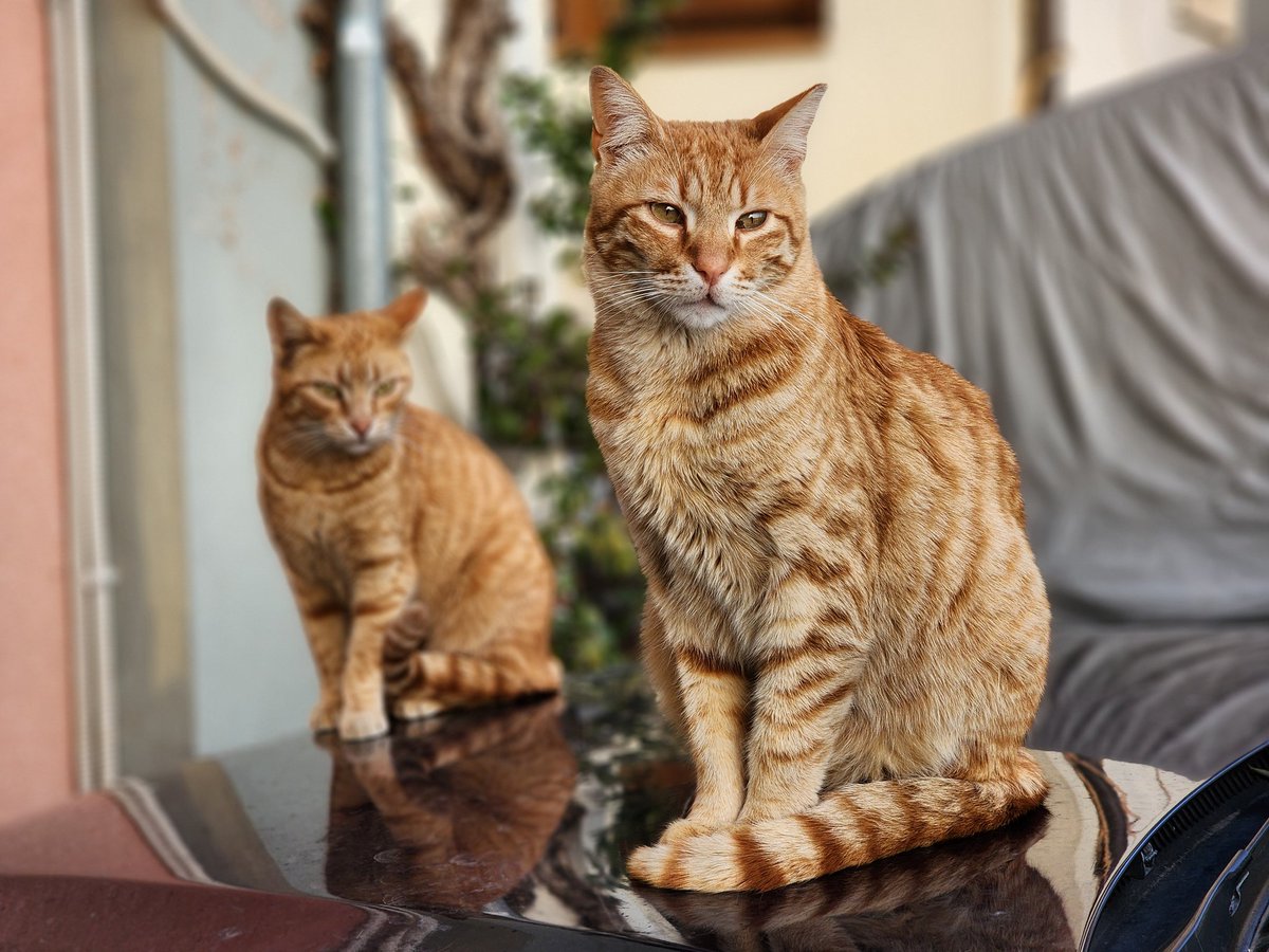 Me and my shadow
.
.
#cats #homelesscats #straycats #lovelycats #streetcats #hungrycats #catslivingonthestreet #cutecats #猫 #고양이 #ねこ #kedi #gato #котики #ネコ #gatto #Katze #قطة #बिल्ली #γάτα
