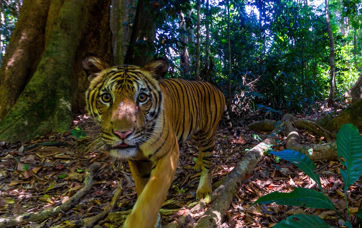 We believe in a #FutureWithTigers. The conservation of tigers is not just about saving a species; it’s about preserving the biodiversity of our planet and ensuring a healthier, more balanced world for future generations: ow.ly/ElZm50Rixx7 #tigerfinance #investintigers