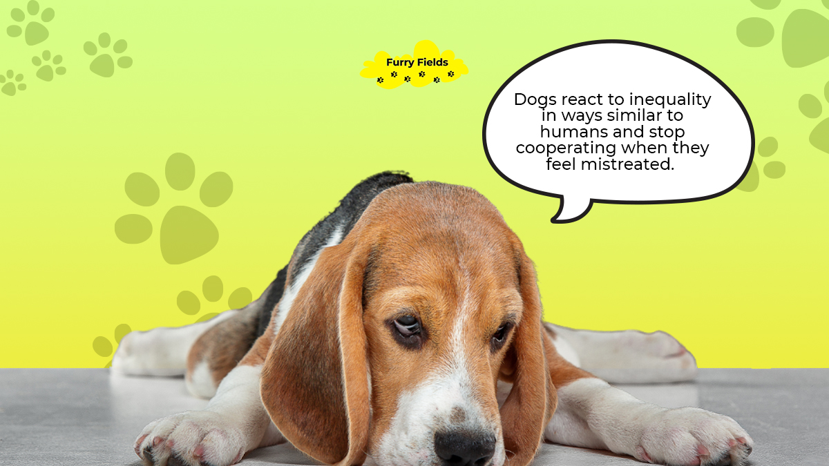 So why wait? Get your paws on the Boop Button today and watch as your pup's world transforms into a tail-wagging, treat-filled paradise! 🎉🐶

#dogsupplies #homedecorate #petfacts #petowner #furryfields