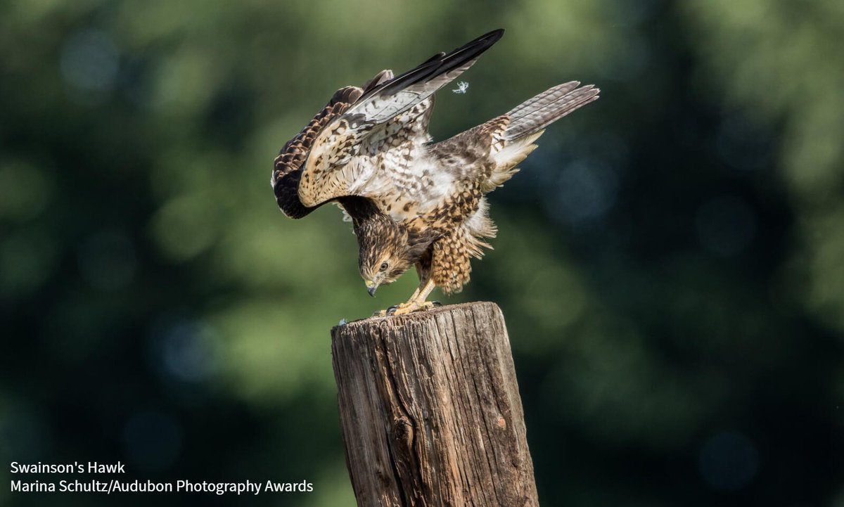 The Bird Migration Explorer from Audubon and partners reveals the variety of migration strategies used by different species. Follow the saga of Diego, a Swainson’s Hawk, to explore one of the heroic journeys made by migratory birds. bit.ly/3OT4dVz