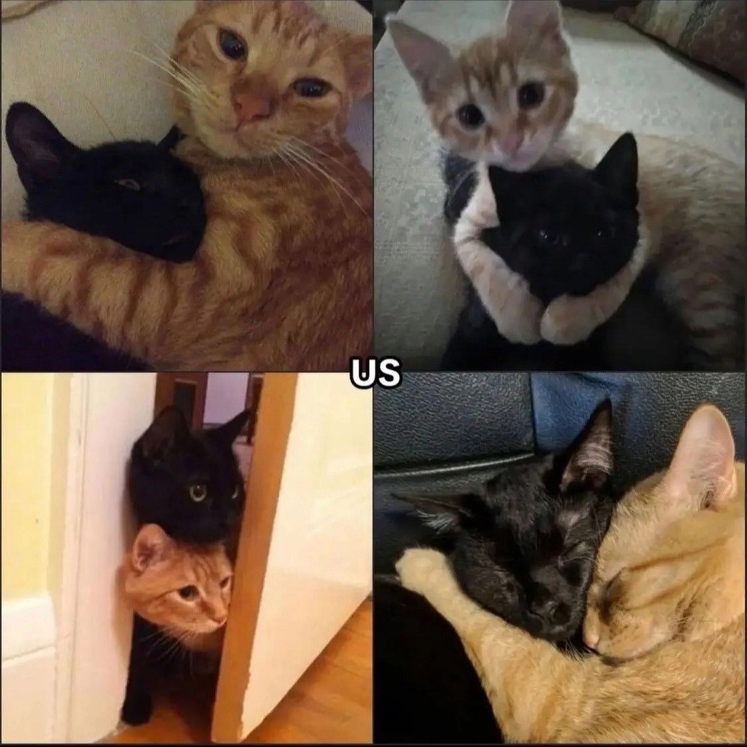 PunchingCat's tweet photo. https://t.co/xGMOzFtur4