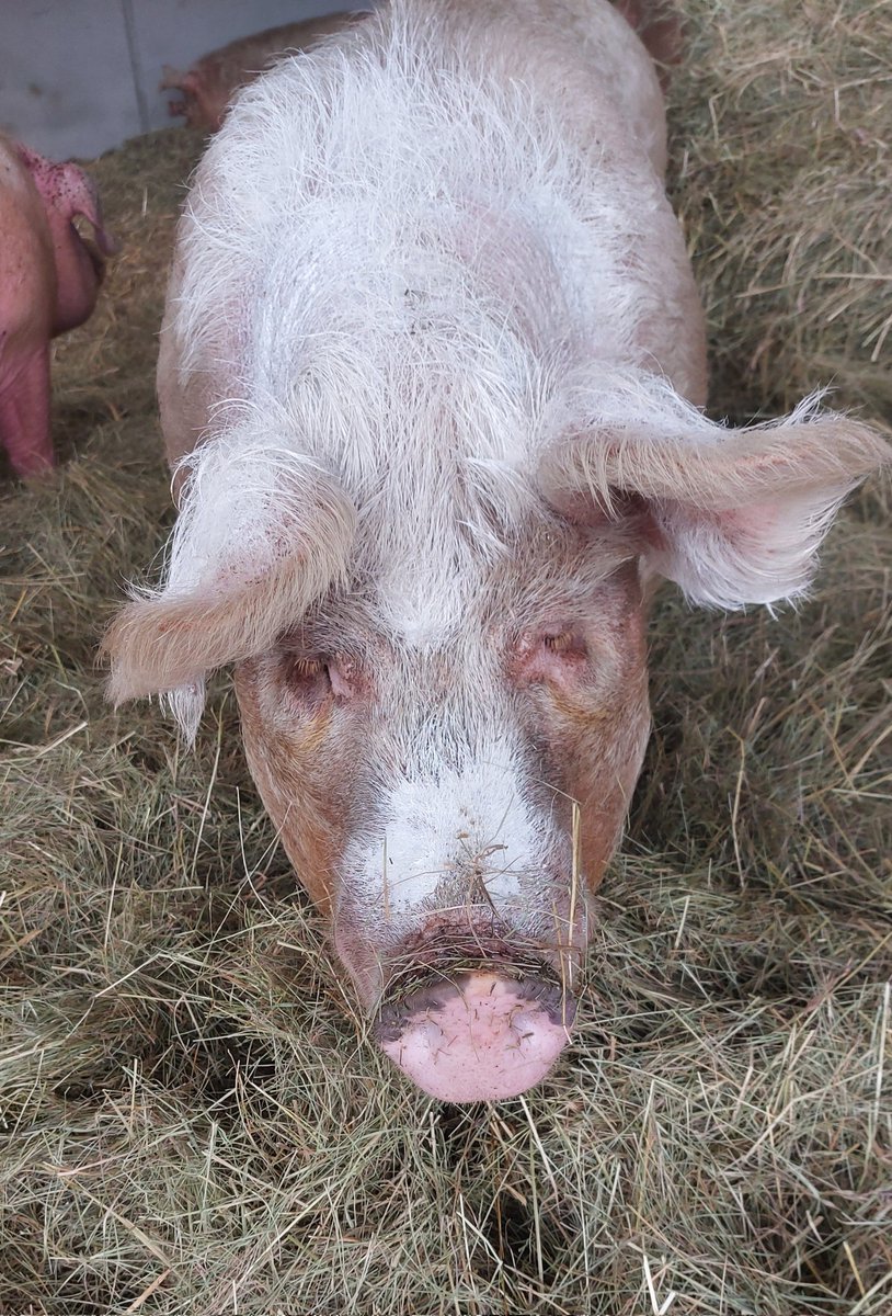 Beach ready🏖 Sioursie (meaning freedom) has her sunblock on & she's ready for the piggy beach (muddy wallow!) She's so lucky to have her freedom & to have her life. Most pigs will not have either 💔 We urgently need more #Pigoneers to keep up with costs globalvegancrowdfunder.org/pigoneer-2000-…