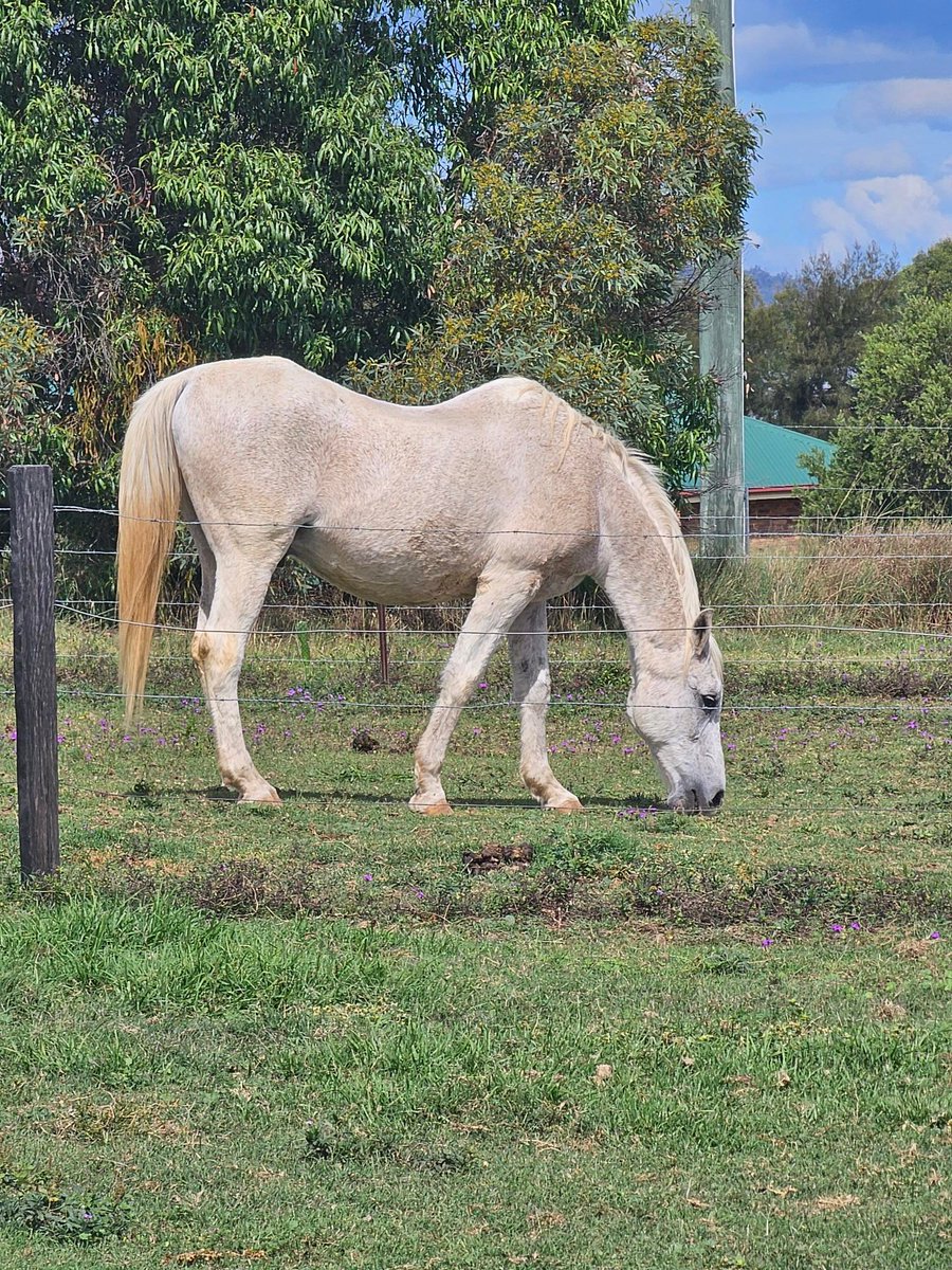 There was no horsing about last week's install!

#greensolar #greensolarsystems #solarpanels #solarenergy #commercialsolar #qldsolar #solarpower #cleanenergy #renewableenergy #sustainability #solarinstallation #energyefficiency #solarsolutions #solarpv #solarenergyconsulting