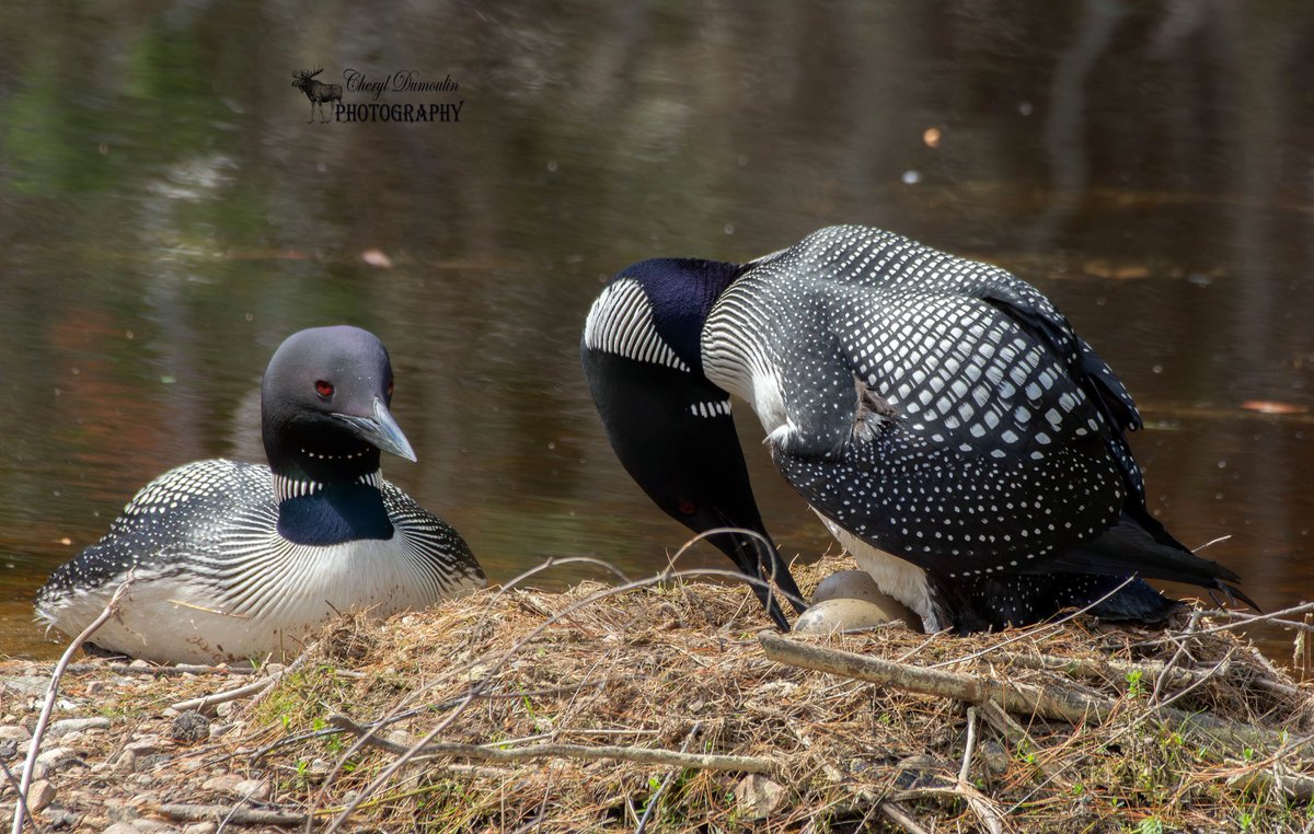 Pair of nesting loons (June 2022) - Algonquin Provincial Park 🇨🇦

#birdphotography #BirdsOfTwitter 
#TwitterNatureCommunity #TwitterNaturePhotography 

@Algonquin_PP @OntarioParks 
@OntarioNature @NatureCanada @NCC_CNC @CWF_FCF @CanGeo @BirdsCanada @BirdsCanada_ON