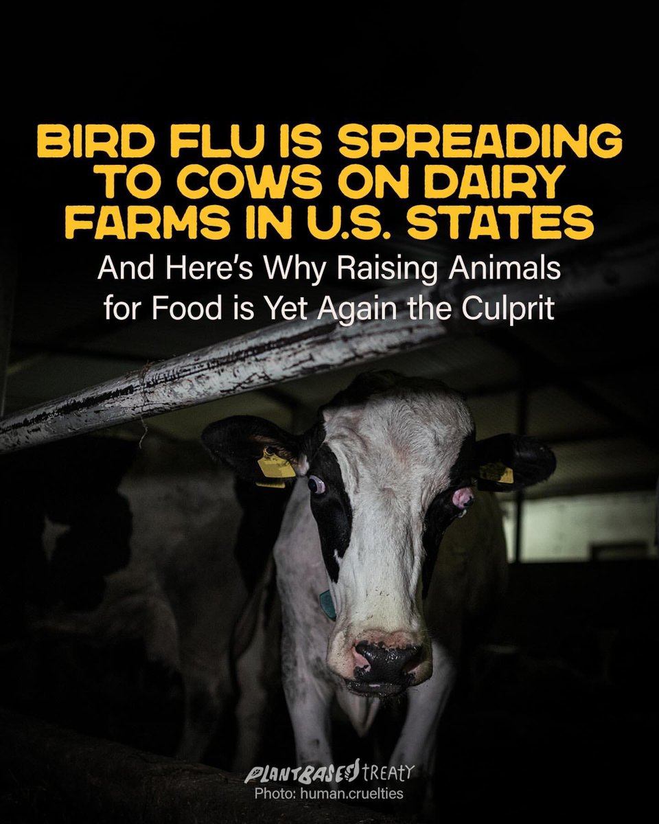 • @plantbasedtreaty Are we eating our way to another pandemic? 🦠🐓 

Recent findings suggest that the practice of feeding poultry waste to cows could be facilitating the spread of H5N1 bird flu across the United States. Detected in cows and unpasteurized milk on several farms,