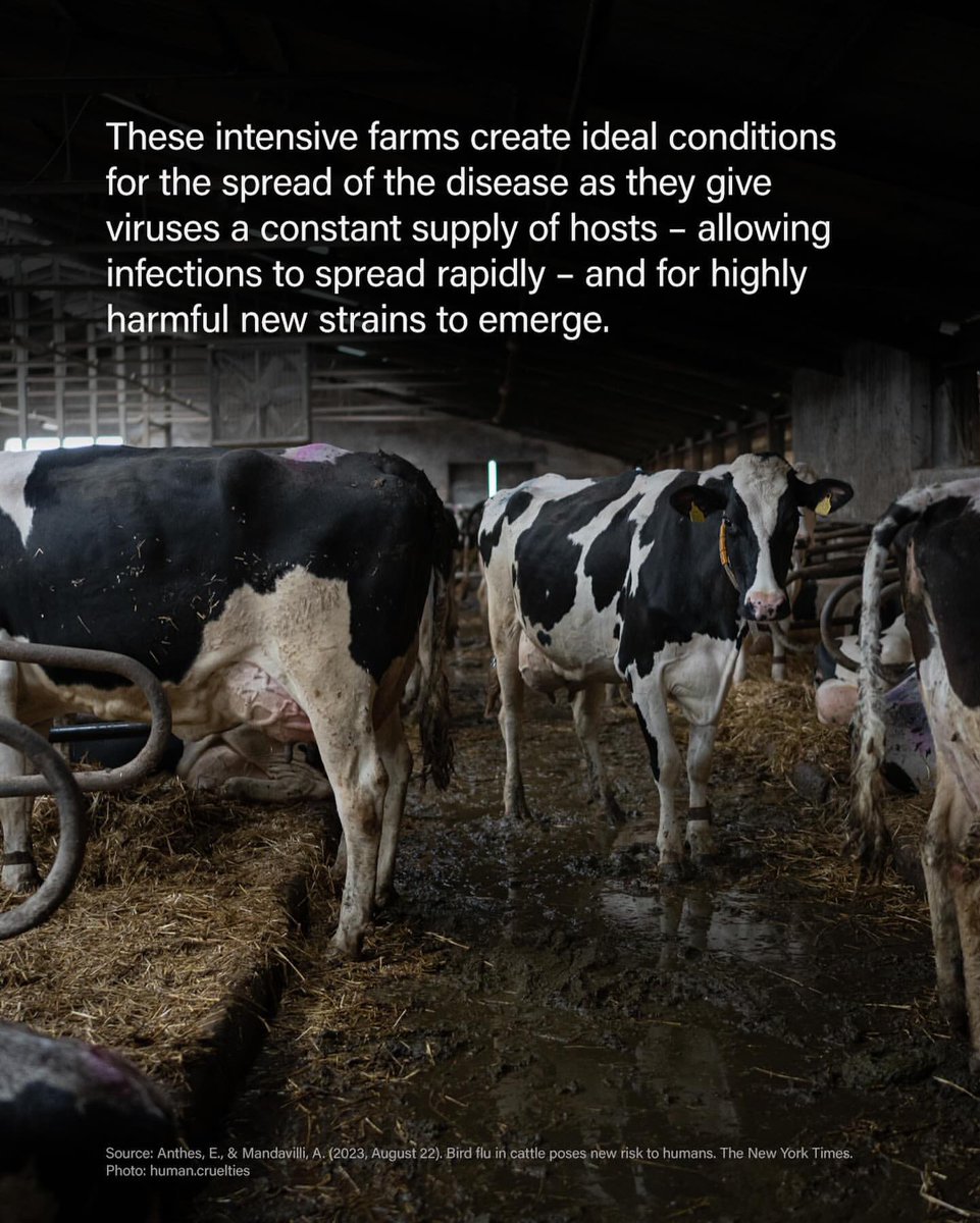 this unexpected method of transmission has raised concerns about the potential for further spread and mutation of the virus. 

It’s time to #EndAnimalAgriculture and call for a global @PlantBasedTreaty to prevent future outbreaks. Join us today: PlantBasedTreaty.org