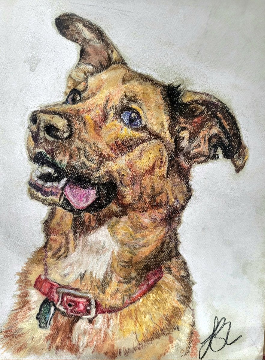 Millie - 9' x 12' pastel on pastel paper. #petart #dog #dogart #Memorial #nemorialart #artwork #art #PuppyLove #puppy #rainbowbridge #loss #londonont #art #ArtistOnTwitter #artists #artistonX #femaleartist #artentreneur