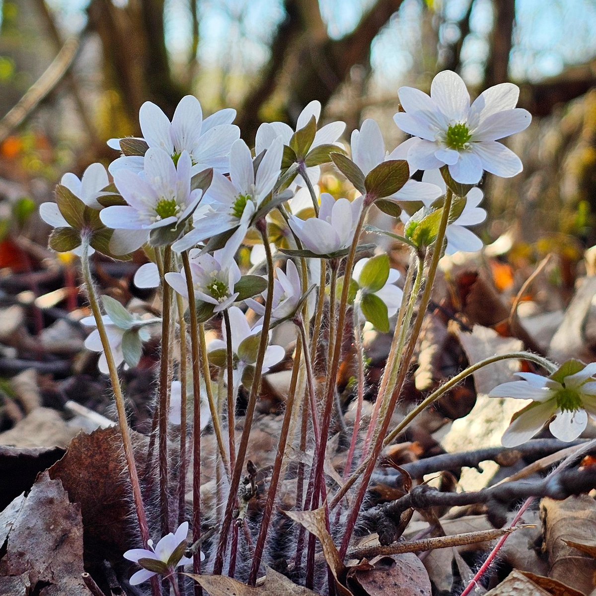 A lovely spring day! So much will change in the next two weeks. #naturewalk #springwildflowers