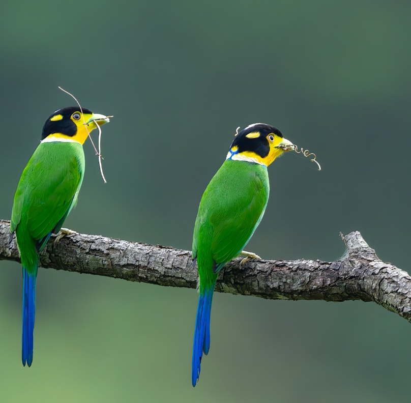 Guess the name of the bird🐦🐦 #birds #nature #photography #birding #birdwatching #LovelyBirdsInChina