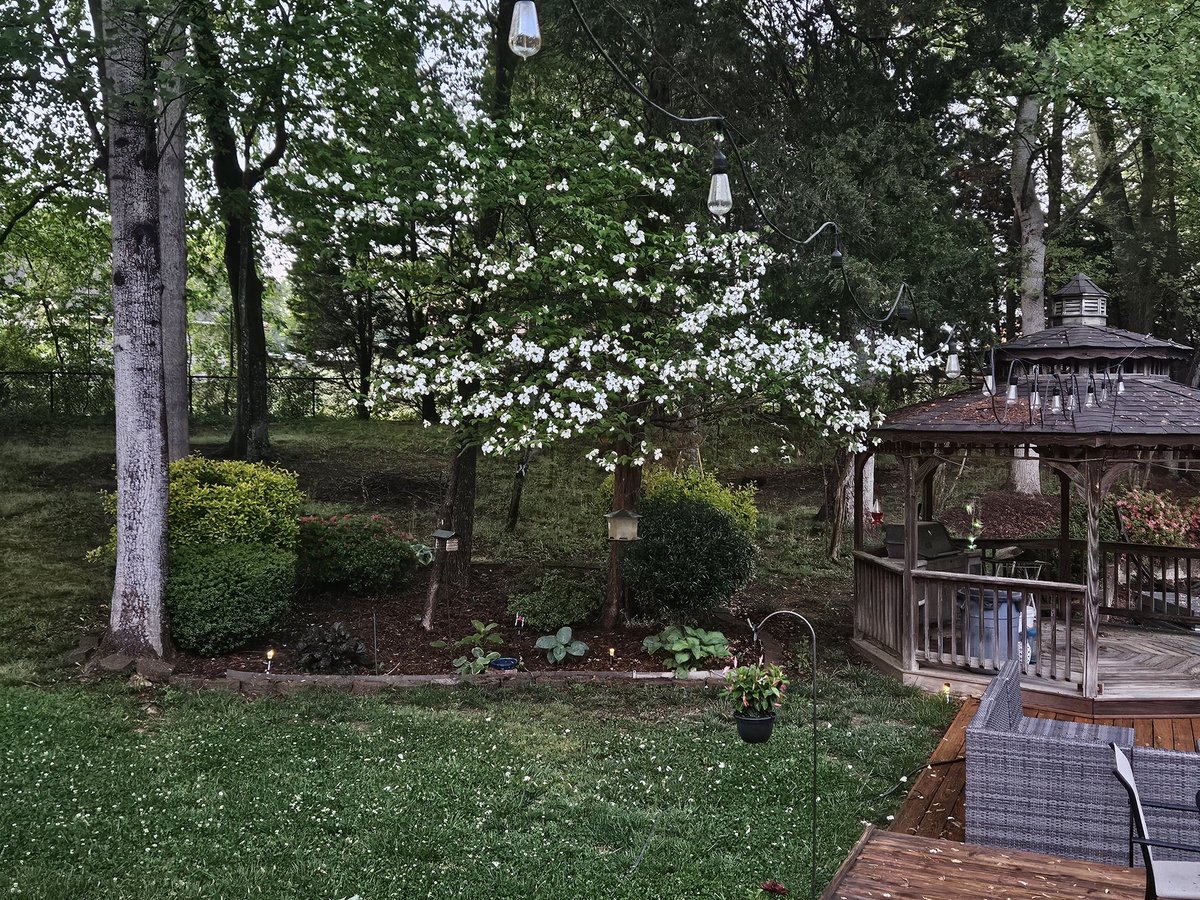 Dogwoods are blooming in the Piedmont.