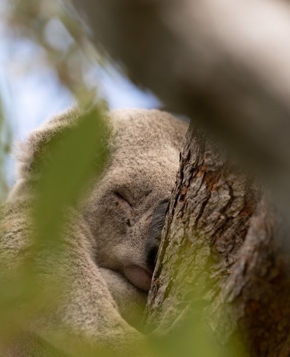 TownsvilleAus tweet picture