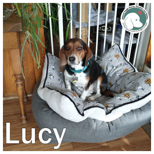 Here at MWBrew every day is #NationalBeagleDay. If you are looking for your very own #beagle to love, Check out Lucy at gotbeagles.org/listings/#sl_e… || #DogsOfTwitter #AdoptDontShop #BeaglesOfX #DogsOfX .@beaglefacts #MWBalumni