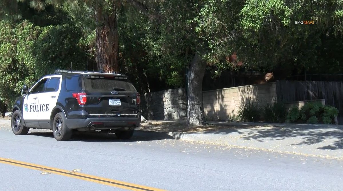 Large black bear enjoys a game of hide and seen with Sierra Madre police on Sunday afternoon. @CitySierraMadre