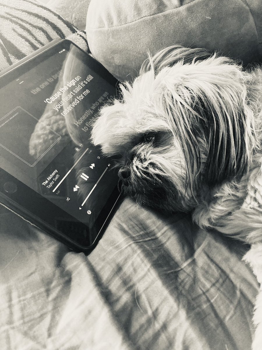 krustyy13's tweet photo. Toby is not sure why there wasn’t a song about a tan dog, so now he’s starting his new club, “The Tortured Puppers Department”.
#TSTTPD @taylorswift13 @taylornation13 https://t.co/nTyUV8pr9r