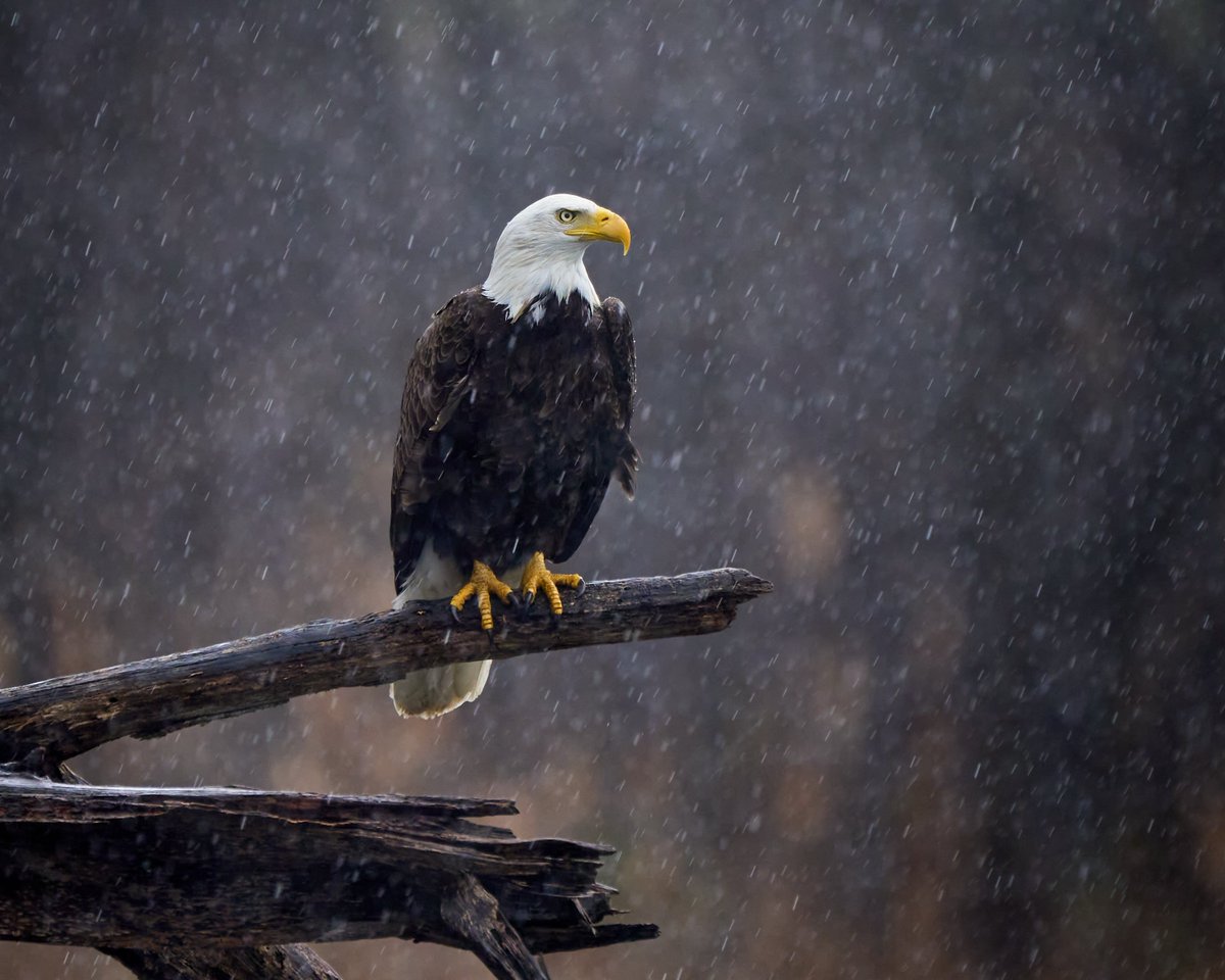 April showers, eagle's power #BirdsOfTwitter #birdphotography