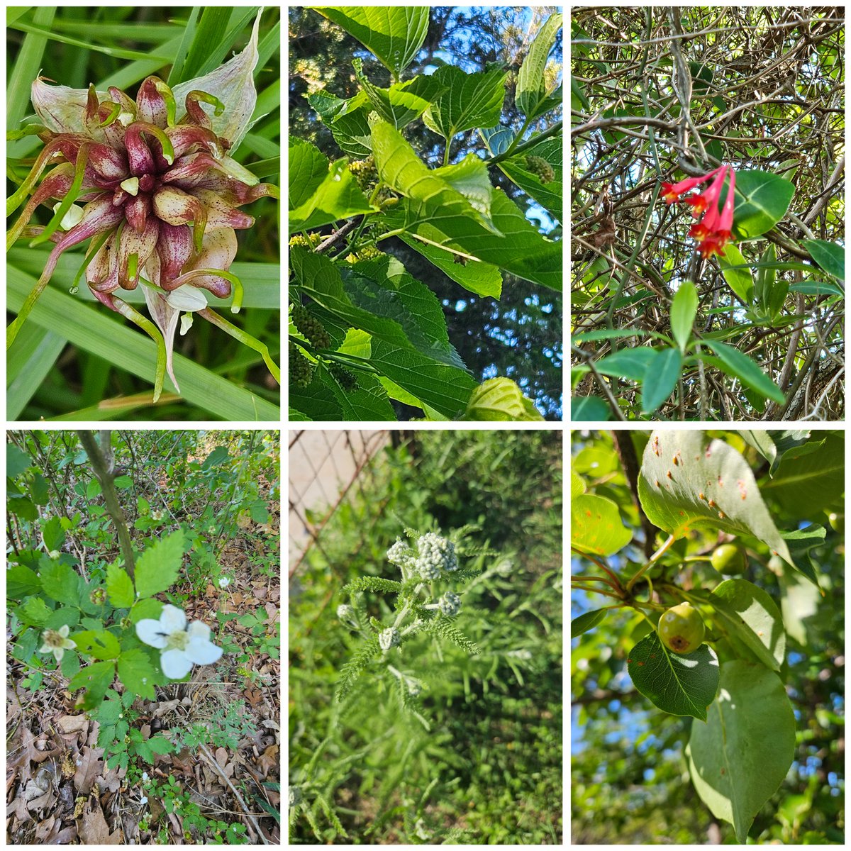 More goodies on the property.
Canada Garlic
Red Mulberry 
Coral Honeysuckle-medicinal
Saw-Tooth Blackberry-medicinal
Noble Yarrow-medicinal
Pear