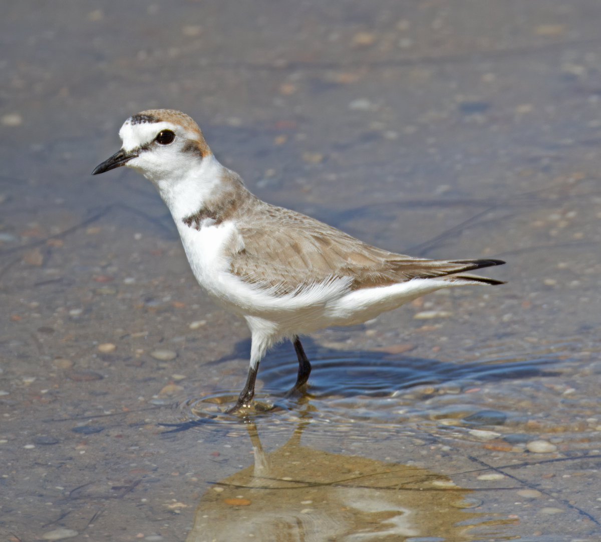 Kentish Plover. Ria Formosa, Faro