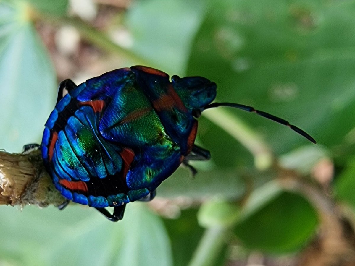 Harlequin Beetle