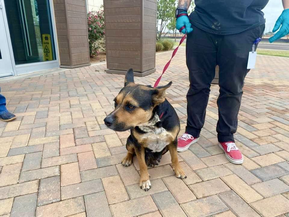 FreewillMidland's tweet photo. This unnamed girl was the last of the 147 dogs to walk out of the @CityOfMidland Animal Shelter in a 30-hour mass fostering effort. 

Fix West Texas worked with other rescues to make sure that no dog was euthanized because of the distemper crisis. 🐶🐾 https://t.co/4fXyINWjSG