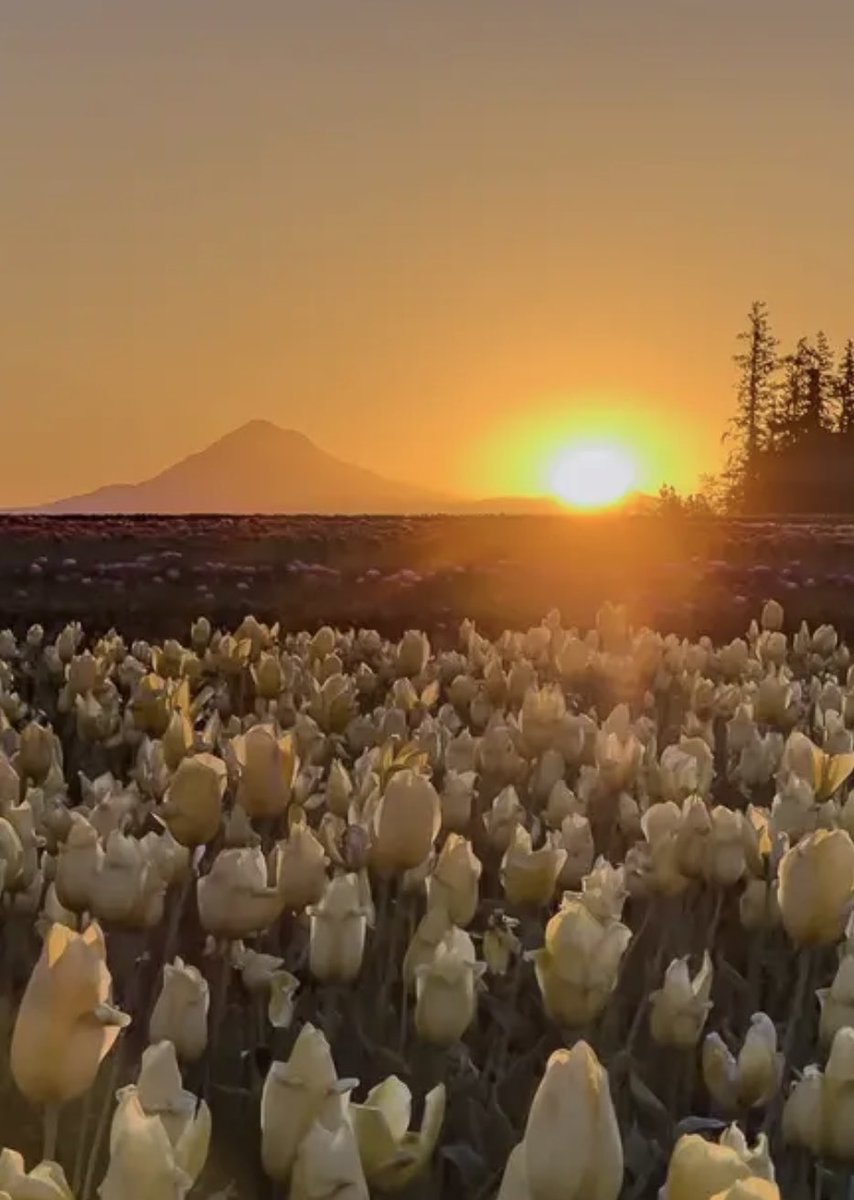A friend took this picture early this morning! 🧡🌦️🧡

#Oregon 
#Tulips
#MTHOOD