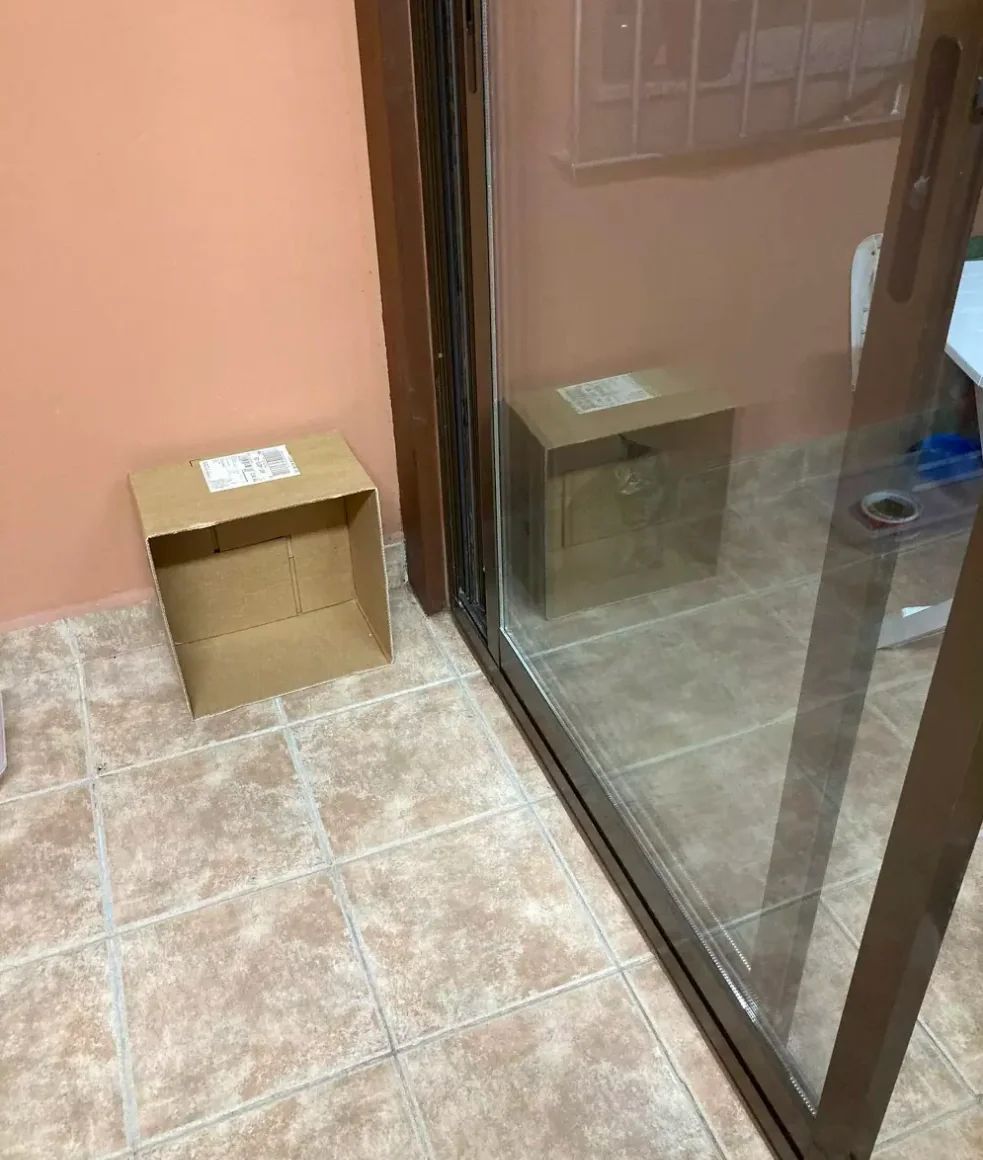 ShouldHaveCat's tweet photo. Schrödinger's cat https://t.co/Mm0Rq3BF2j