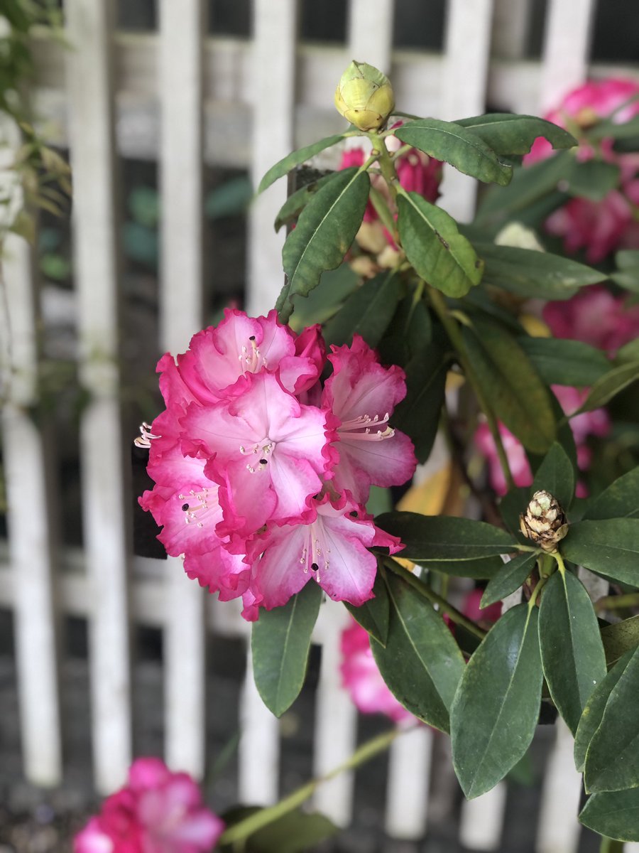 eggnaraymca's tweet photo. Guided a family from #🇬🇧 to #isuien garden, #yoshikien garden,#iraka and #wisteria lattices in #narapark. Weeping and double petal #cherryblossom, pink #azalea , #japaneserose, #rhododendron and unknown flowers are blooming! FN https://t.co/HbPIFeVWLJ