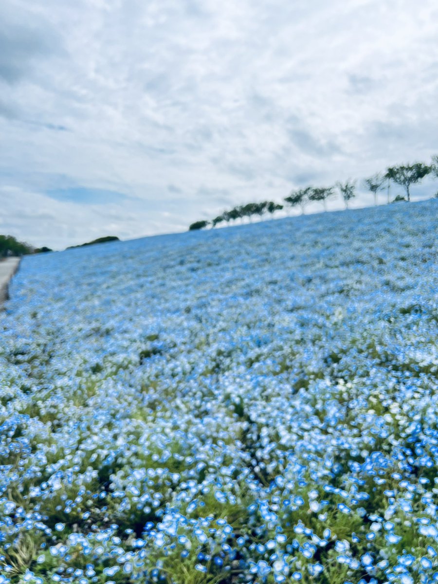 おはようございます4月22日の大阪まいしまシーサイドパークは雲が多めですが晴れています

昨日の雨でネモフィラたちが元気に！