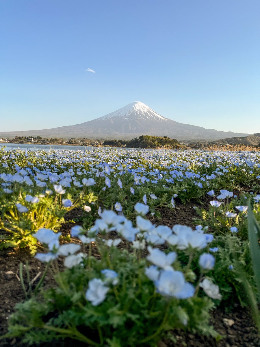 ItsJessCarter_'s tweet photo. El otro día fui a ver el Monte Fuji y así me recibió, más bonito que nunca. 🏔️🌸🇯🇵 https://t.co/XWX8a3awno