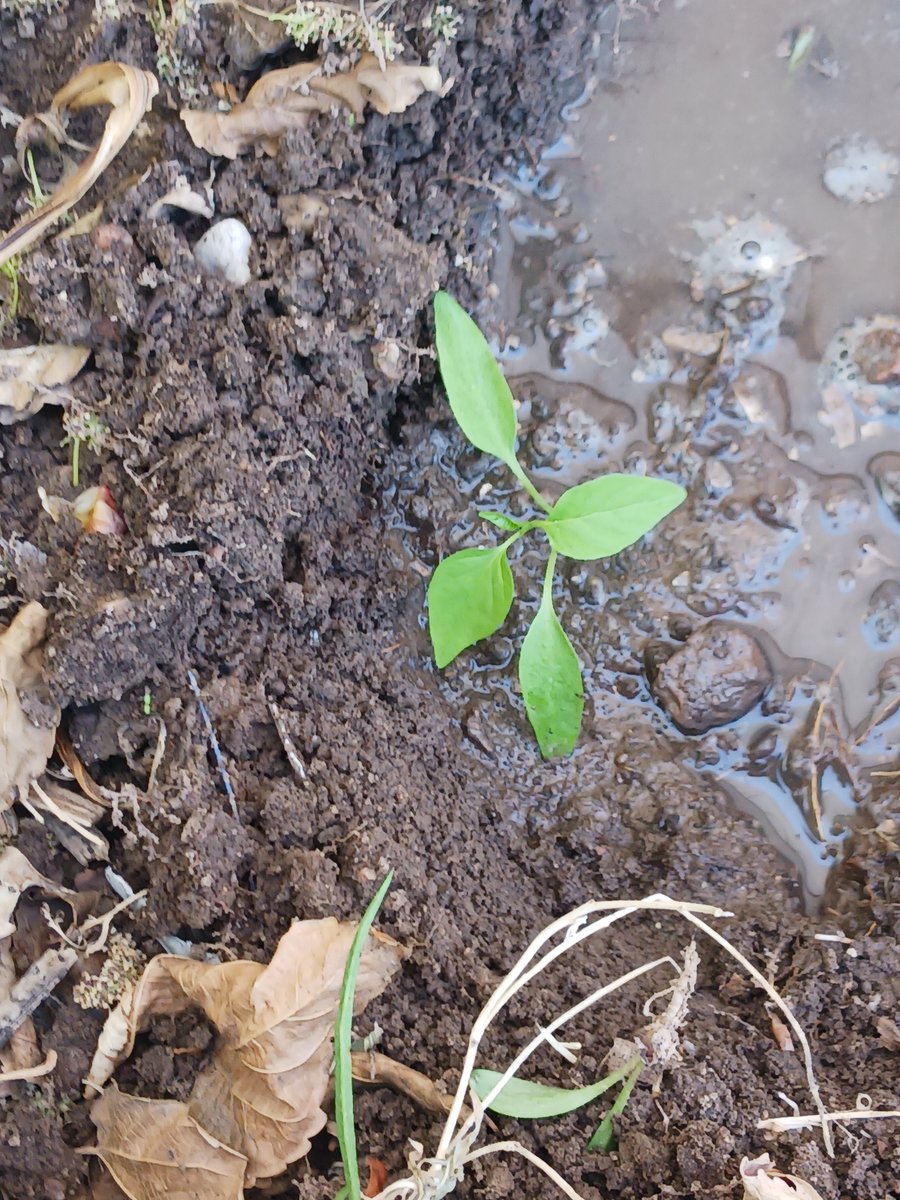 nm_anthony95's tweet photo. I did a thing Today.. #Transplanted #someTomatoes #AndJalapenos 🍅 🌶 🌱🌱 https://t.co/2TSDb61S9H