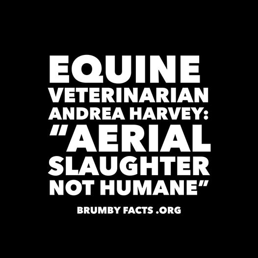 Brumby.facts (@brumby_facts) on Twitter photo Chasing | shooting wild #horses AKA #brumbies from helicopters was banned in #Australia for 23 years but <a href="/PennySharpemlc/">Penny Sharpe</a> insists it's humane. OVER 2500 #horses massacred in less than a year. Barbaric deaths bit.ly/4aMxLgC
<a href="/WesFangMLC/">Wes Fang</a> <a href="/MlcHurst/">Emma Hurst</a> <a href="/2GB873/">2GB Sydney</a> @marie_bennett Chasing | shooting wild #horses AKA #brumbies from helicopters was banned in #Australia for 23 years but <a href="/PennySharpemlc/">Penny Sharpe</a> insists it's humane. OVER 2500 #horses massacred in less than a year. Barbaric deaths bit.ly/4aMxLgC
<a href="/WesFangMLC/">Wes Fang</a> <a href="/MlcHurst/">Emma Hurst</a> <a href="/2GB873/">2GB Sydney</a> @marie_bennett