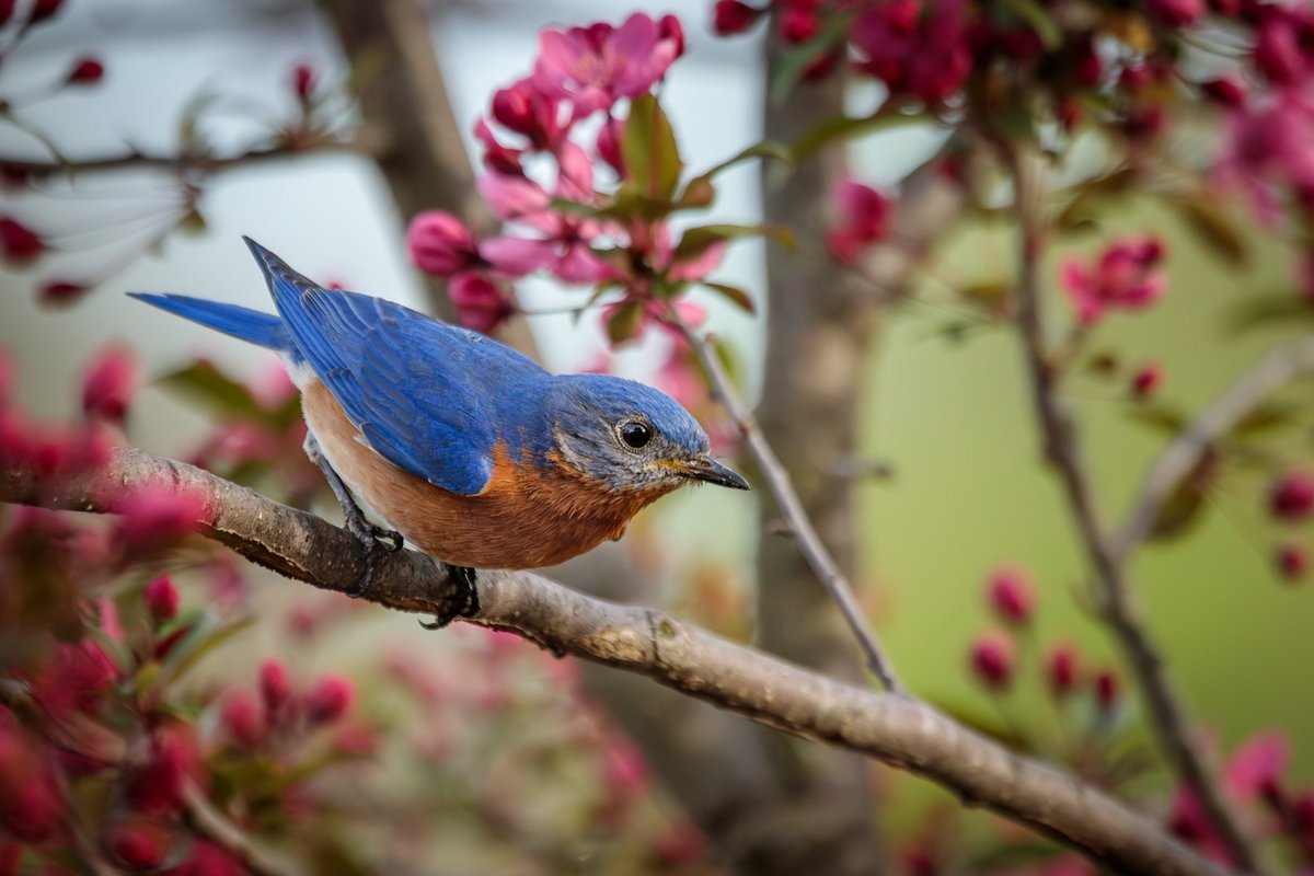 Eastern Bluebird in the Crabapple Tree this evening. 

Photographed with a Canon 5D Mark IV & 100-400mm f/4.5-5.6L lens +1.4x III.

#birdwatching #birdphotography #wildlife #nature #mpbcom #teamcanon #canonusa