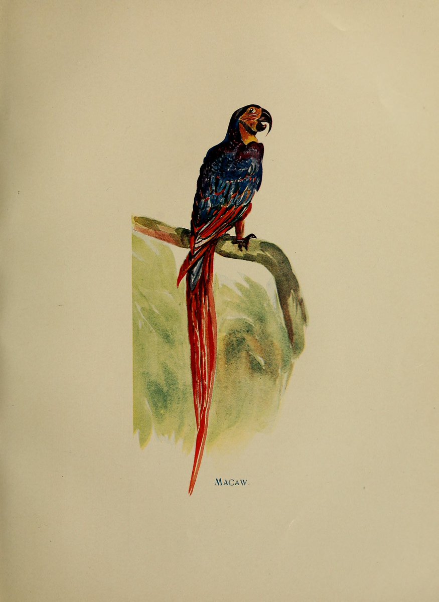 Found this good-looking macaw in 'The golden Caribbean; a winter visit to the republics of Colombia, Costa Rica, Spanish Honduras, Belize and the Spanish Main via Boston and New Orleans,' published in 1900. @librarycongress