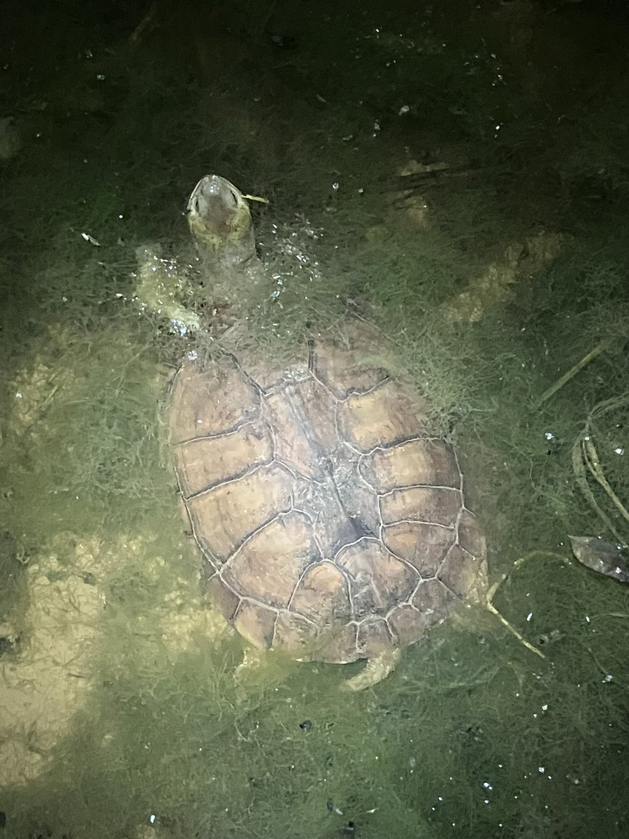 MightyTurtless's tweet photo. ただいま石垣島旅行中❗️
昨夜、野生のヤエヤマイシガメを発見。
綺麗な個体でした😌
今回もヤジガニは見つからず😅
石垣島の大自然に癒されてます！ https://t.co/rJS1QAwNCn