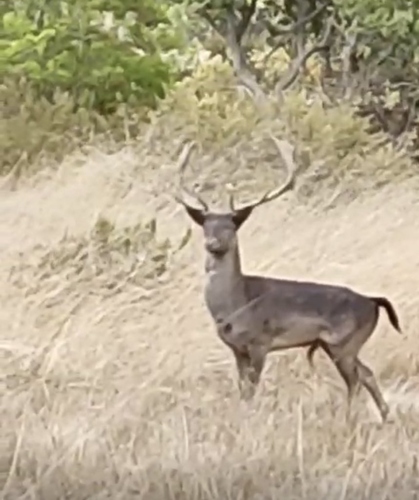 Varias personas avistan un ciervo Gamo en las cercanías de San Antonio