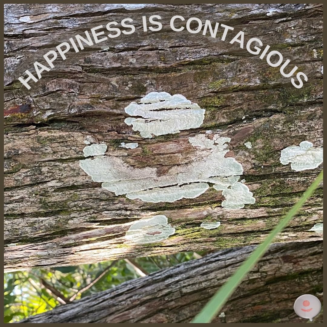 The more we smile out to the world, the more it inspires others to do the same. Happiness is contagious - spread it freely!

#wg #spreadhappiness #smile #happiness #ignitehappy #liveyourpossible #findyourwg•)
