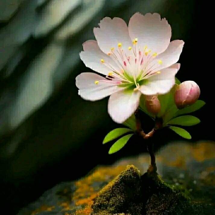 يا رب !
میرے لیے ایک ایسا دروازہ کھول دے، جس کی وسعت
مجھے حیران کر دے ! ! آمین ✨💜
السلام عليكم ورحمة الله وبركاته❤❤