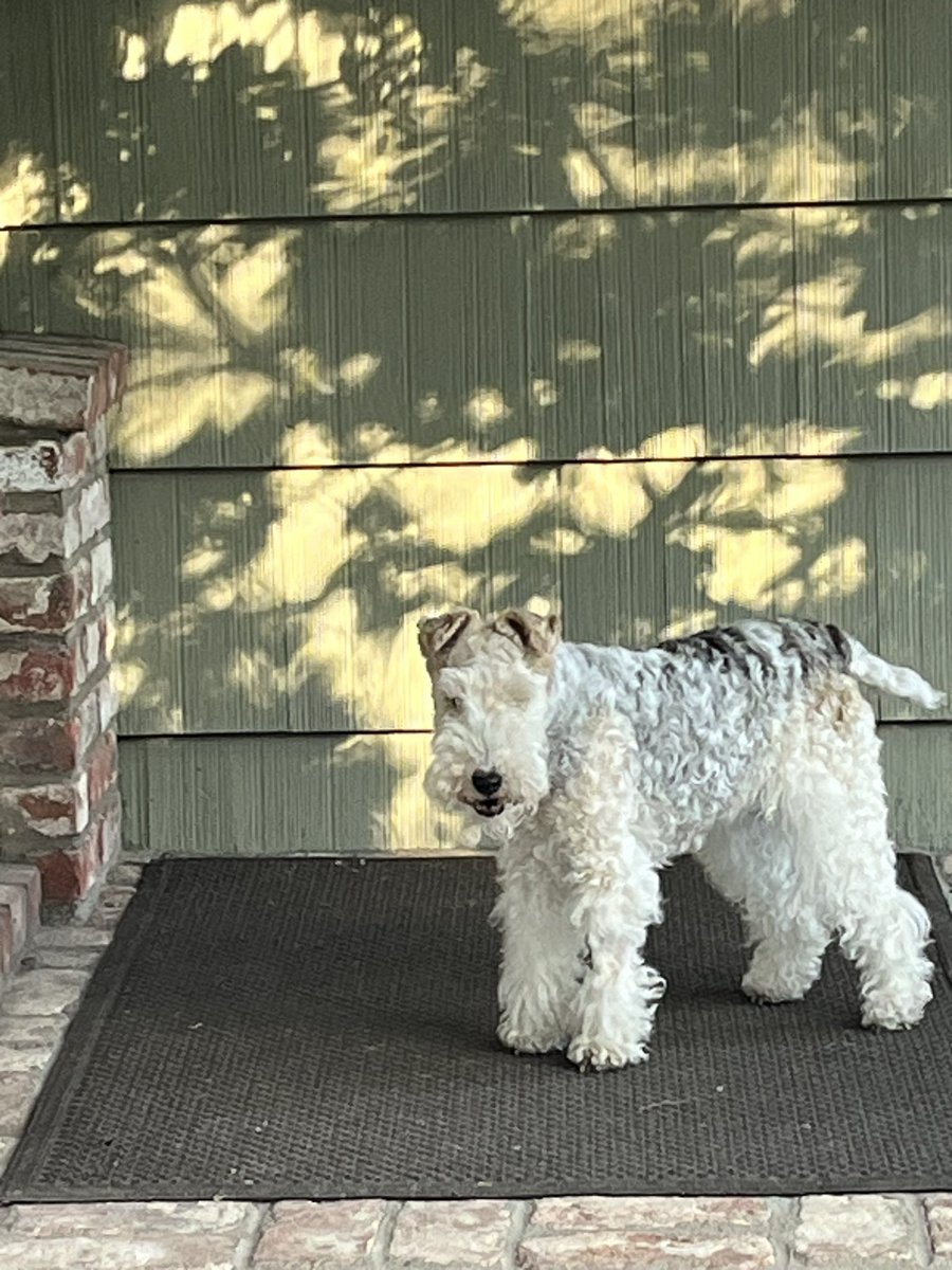 KitKat_WFT's tweet photo. Silly humans want me to stay outside with them, and I want them to come into the house with me. It’s a battle of wills. https://t.co/L3qgtGsRJP