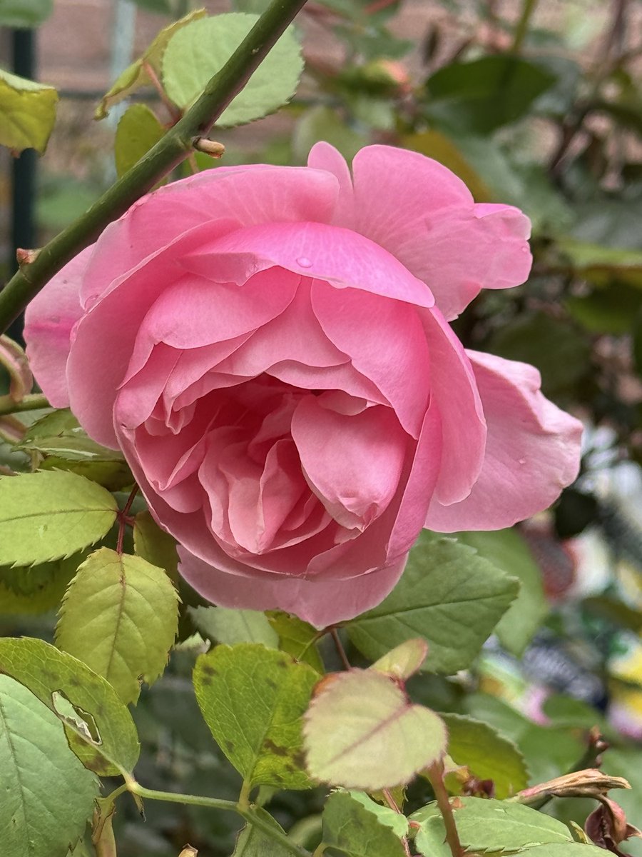 今日の植物　バラ　ボウベルズ
大好きなイングリッシュローズの１つです
#バラ #ボウベルズ #rose #花 #flower #バラ好き #イングリッシュローズ #ガーデニング