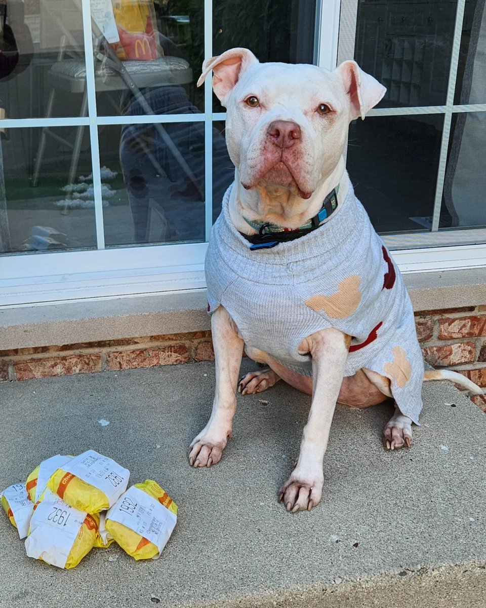 Ferdinandthepi1's tweet photo. Today marks 8! Years that the Beasty Boy™️ has been part of my life. 8 years ago today Ferd came home with me and every day since has been better than the last. 

He's the best pupperino that's ever been and God damn do I love this beast. https://t.co/B8t5gMcuUT