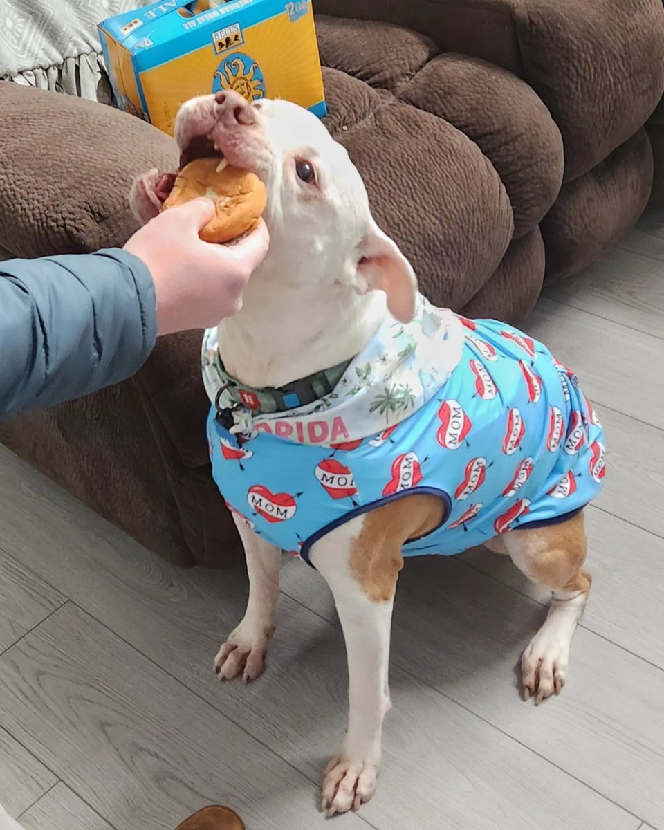 Ferdinandthepi1's tweet photo. Today marks 8! Years that the Beasty Boy™️ has been part of my life. 8 years ago today Ferd came home with me and every day since has been better than the last. 

He's the best pupperino that's ever been and God damn do I love this beast. https://t.co/B8t5gMcuUT