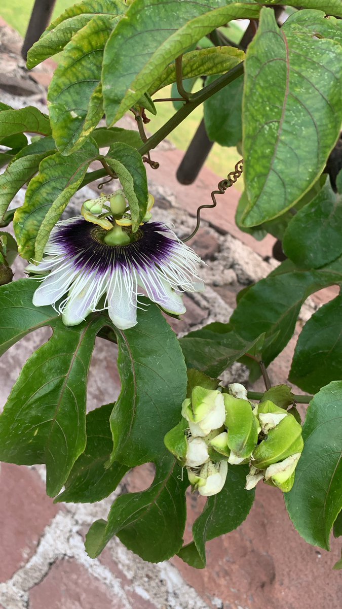 Guess the fruit this plant produces 🌺 🐝