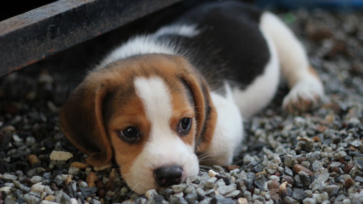 efectoringo's tweet photo. 🐾 ¡Hoy es domingo de #spamdecachorros! 🐶❤️

 ¿Hay algo mejor que llenar tu feed con fotos adorables de cachorros? ¡Comparte las fotos más tiernas de tu peludo amigo y alegra el día de todos! 🌟📸 https://t.co/NLN23358xR