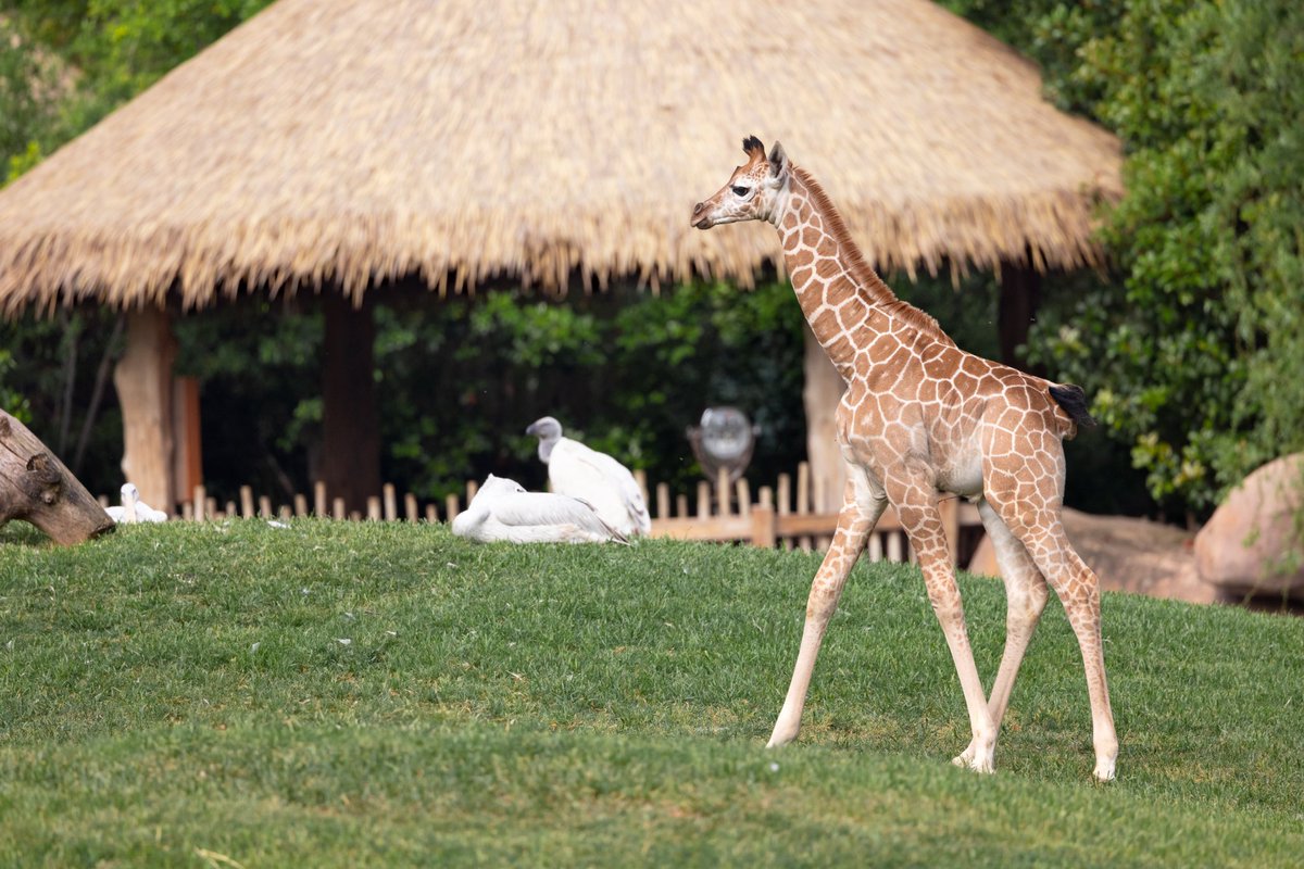 FortWorthZoo tweet picture