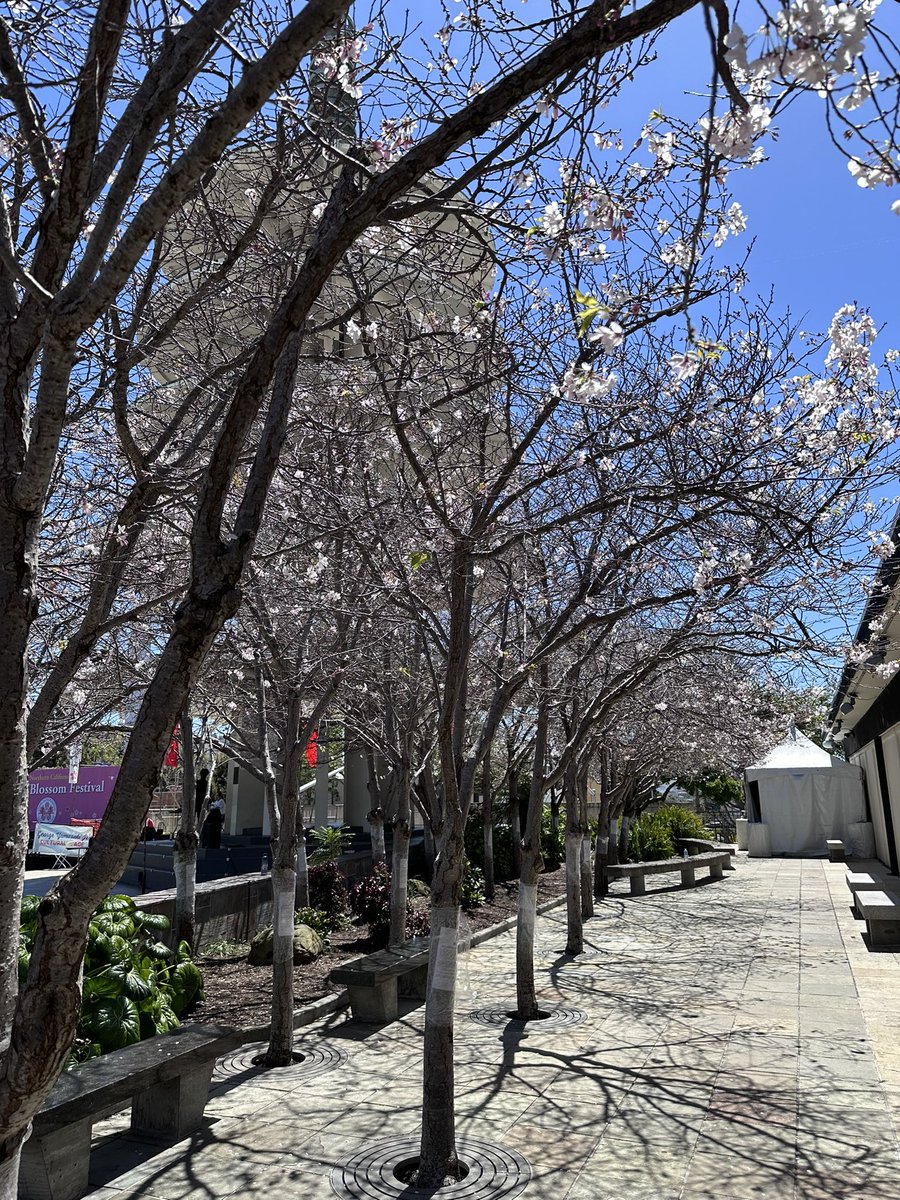 Cherry blossom festival SF🌸🫶 #cherryblossomfestival