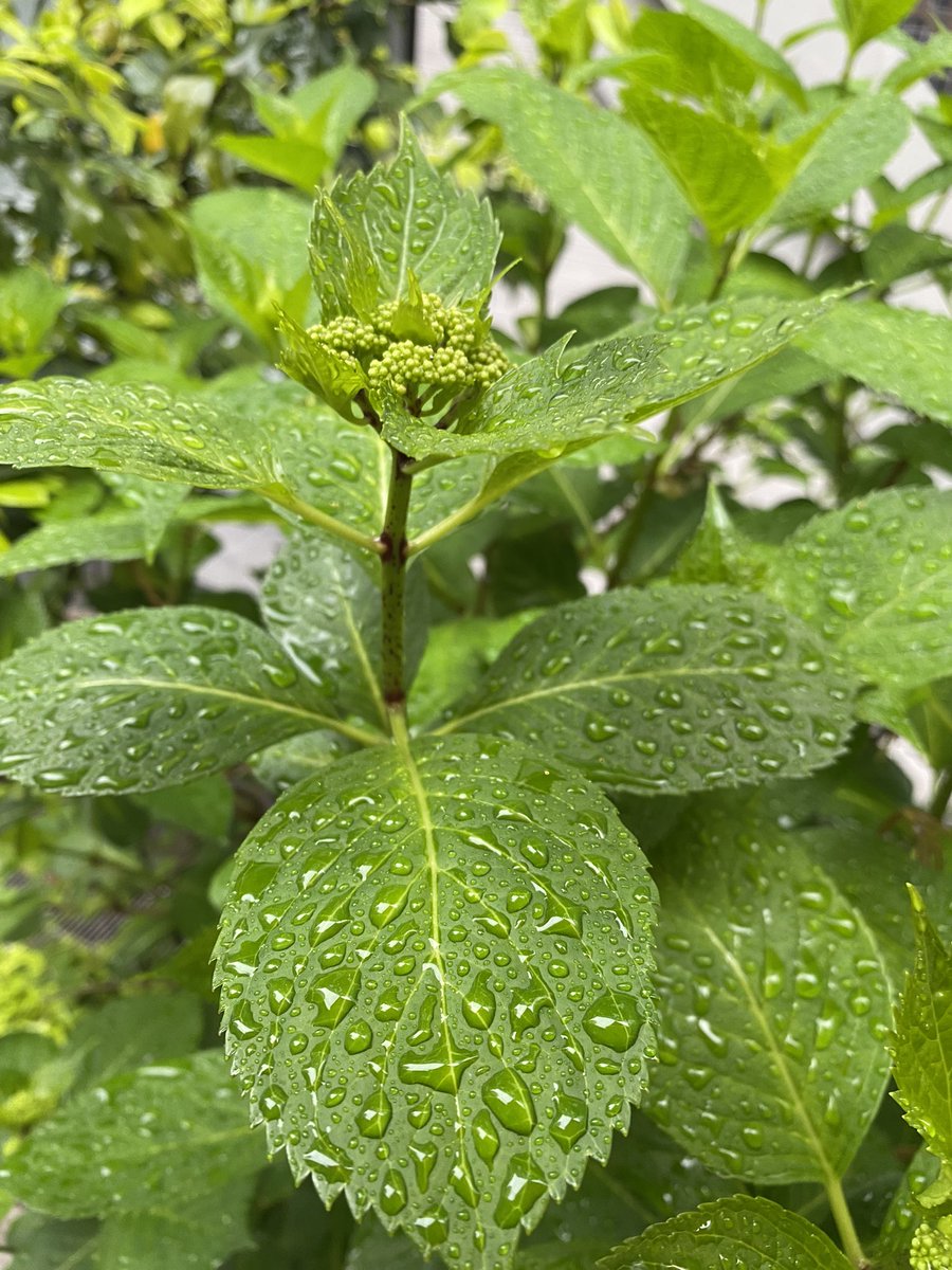 葉っぱが雨に濡れているのも、きれいですね〜