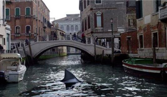 I'm starting to think that the giant poles the Gondoliers use are to keep sharks at bay rather then simply for locomotion! Plus a sinking city could have quite a shark swarm waiting! #horror #shark @Reel_Sharks @monstersndrinks @Starwise @InSessionFilm @DMovies_org @dongillette