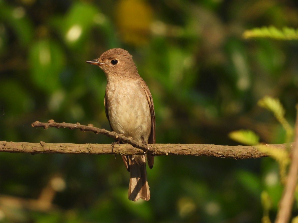 Flycatchers passing through Lumbini area this Spring: Slaty-backed, Ultramarine, Asian Paradise, Black-naped Monarch & Asian Brown (photos). Asian Brown's drab plumage means the bird is easily missed by many. Flycatchers are in Nepal for breeding; help control insect populations!