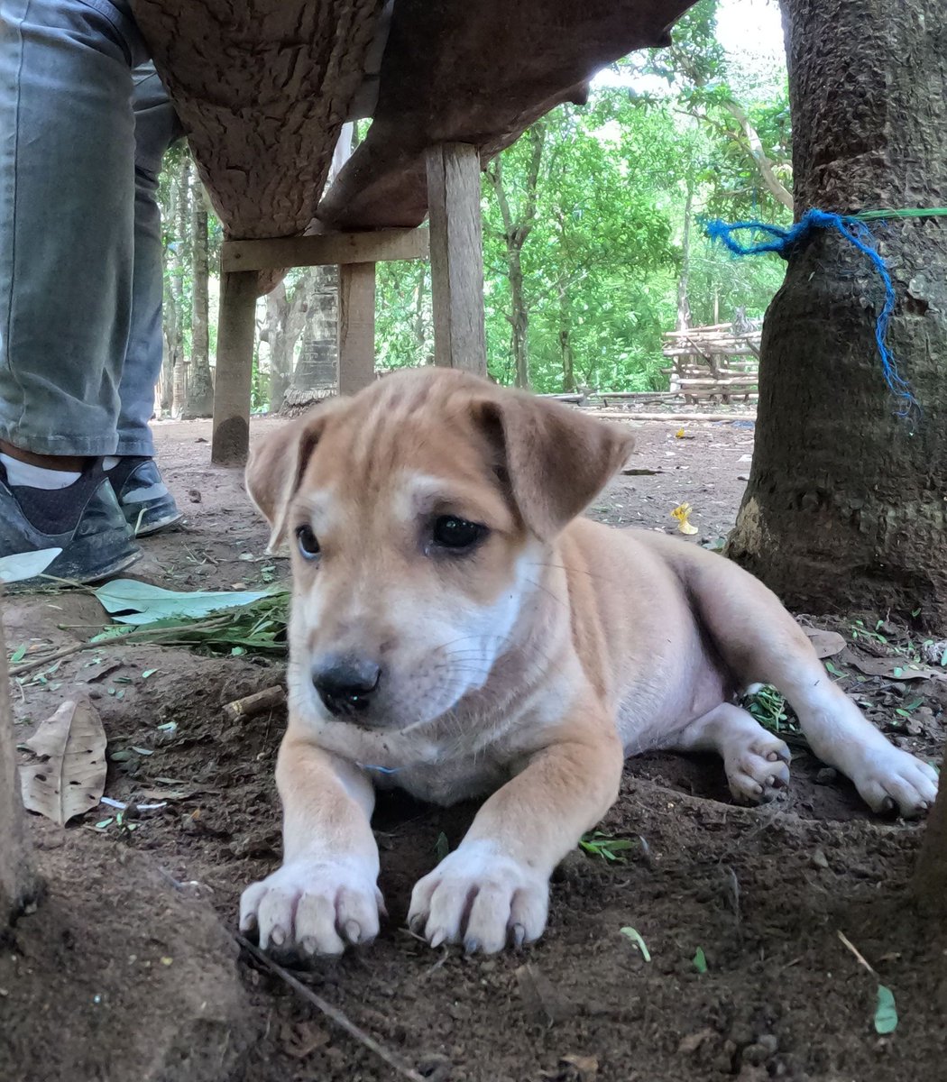 More puppy cuteness alert! Another photo to melt your heart. 
#dog #doglovers #puppies #pet #loveanimals #dogshelter #dogrescue #dogs #rescue #doggo #animals